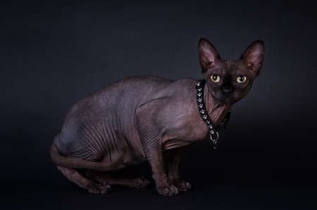 Black sphinx portrait catの写真素材