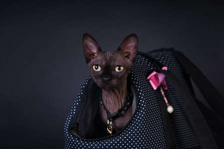 Black sphinx portrait catの写真素材