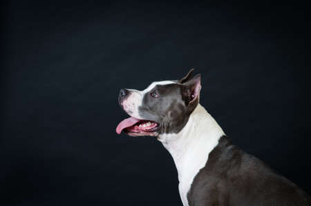 Staffordshire terrier closeup head profile potrait on black background at studioの写真素材