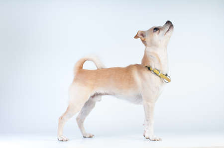 Little white dog on white background at studioの写真素材