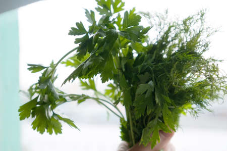 Dill and parsley on white