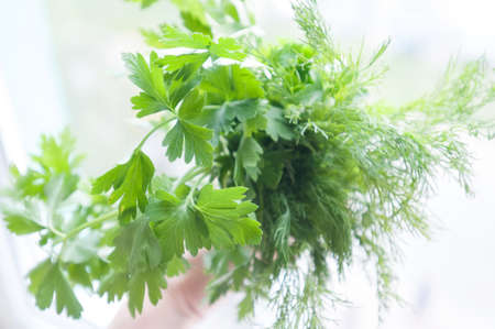 Dill and parsley on white in hand at kitchen near windowの写真素材