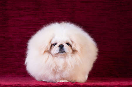 White pekingese puppy portrait at studio on red velvet background
