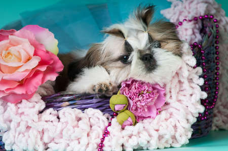 Shih tzu puppy portrait at studioの写真素材
