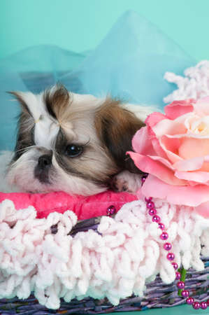Shih tzu puppy portrait at studioの写真素材