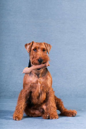 Welsh terrier at studio portrait on blue textile background with toy henの写真素材
