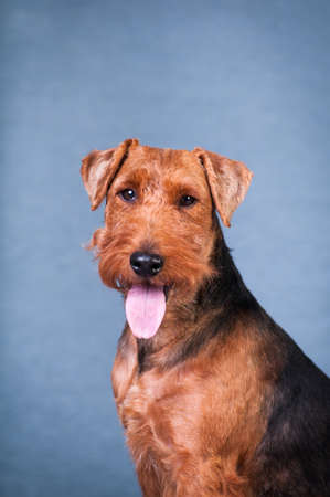 Welsh terrier at studio portrait on blue textile background closeup portraitの写真素材
