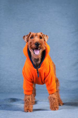 Welsh terrier at studio portrait on blue textile background in orange sweatshirtの写真素材
