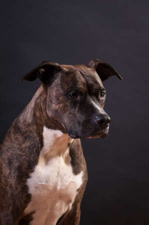 Pitbull terrier portrait at studio on black backgroundの写真素材