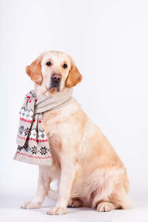 Golden retriever in Christmas style in scarf isolated on whiteの写真素材