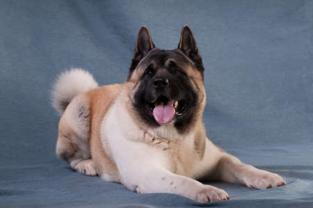 American akita dog portraitの写真素材