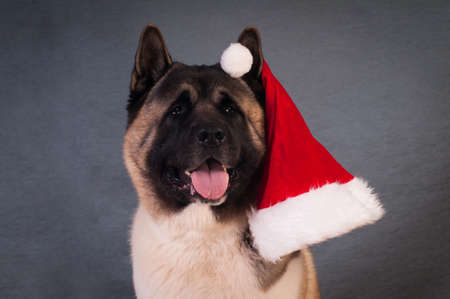 American akita dog portraitの写真素材