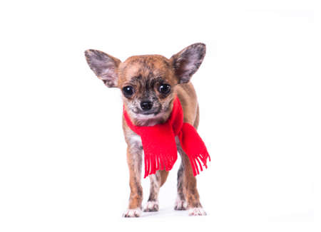 Little chihuahua in Santa suit isolated on white with present bagの写真素材