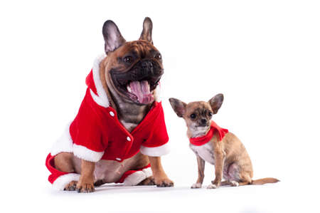 Two Funny dogs french bulldog and chihuahua in Santa suit isolated on white