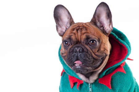 Funny french bulldog in green elf suit isolated on whiteの写真素材