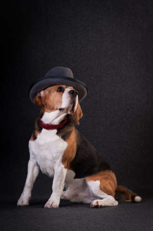 Beagle in studio portraitの写真素材