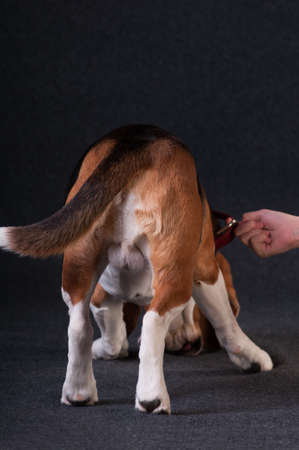 Two Funny dogs in Santa suitの写真素材