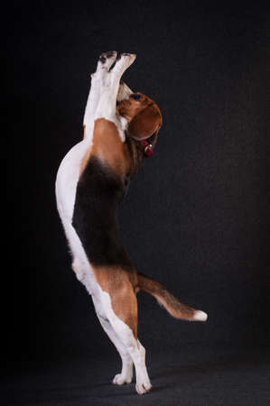 Two Funny dogs in Santa suitの写真素材