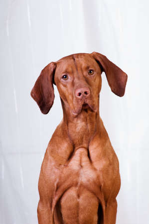 Vizsla studio headshot portrait near white curtainsの写真素材