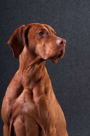 Vizsla studio headshot portrait on grey backgroundの写真素材