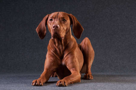 Vizsla studio portrait lying sadly on grey backgroundの写真素材