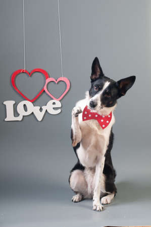 Funny mixed breed dog valentine portrait at studio on grey background with tie bowの写真素材