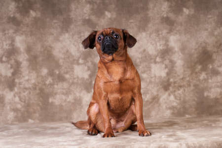 Brabanson dog sitting portrait at studio on brown backgroundの写真素材