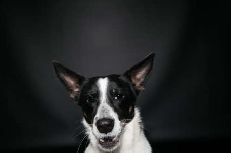 Funny black and white mixed breed dog face portrait at studio on black backgroundの写真素材