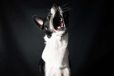 Funny black and white mixed breed dog face portrait at studio on black backgroundの写真素材