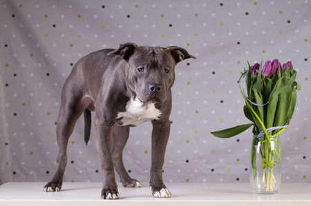 Staffordshire terrier potrait at studio