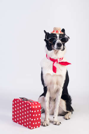 Mixed breed dog portraitの写真素材
