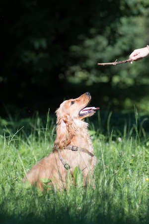 American cocker spaniel puppy six month walking outdoor at summer and haveing training course for obedienceの写真素材