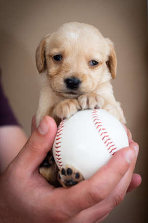 cute little puppy