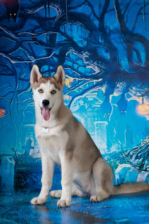 husky four month puppy on dark blue holiday backgroundの写真素材
