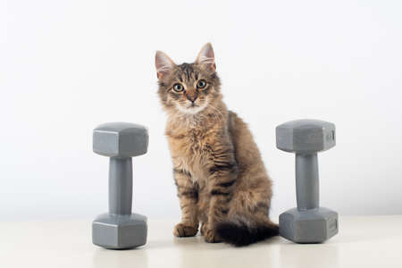Little four month mixed breed kitten with dumbbellsの写真素材