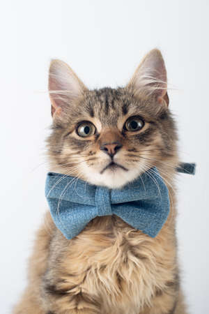 Little four month mixed breed kitten on white background
