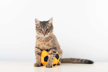 Little four month mixed breed kitten on white background with football ballの写真素材