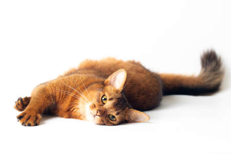 Purebred Somali cat ruddy color on white background