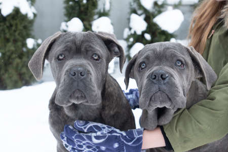 Two cute cane corso six month puppiesの写真素材