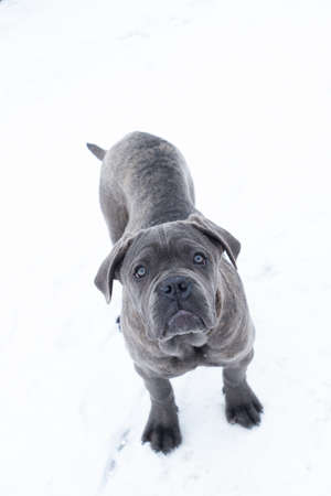 Closeup portrait of cane corso puppy six monthの写真素材