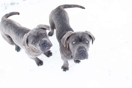 Two cute cane corso six month puppiesの写真素材