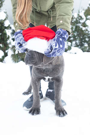 Cute cane corso puppy six month in santa hat outdoor sits winter girl put onの写真素材