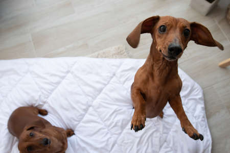 Two cute dachshund sits on white blanket and looking up at camera with copy space and one jumpsの写真素材