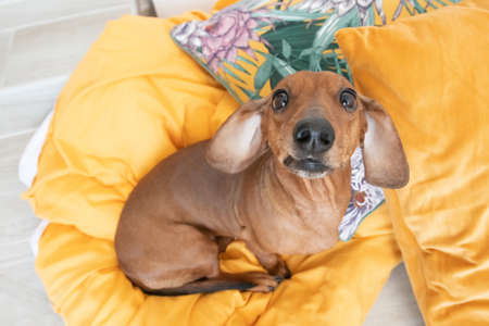 Cute dachshund top view sits on orange pillows and looking upの写真素材
