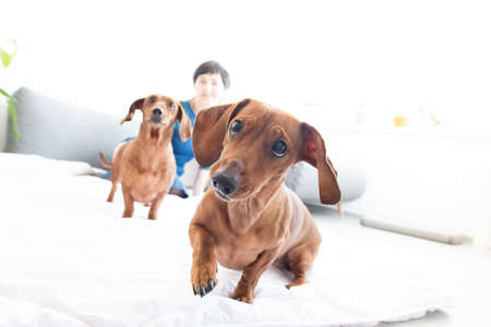 Cute dachshund in room with woman and other dog on background in light appartmentの写真素材