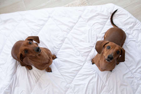 Two cute dachshund sits on white blanket and looking up at camera with copy spaceの写真素材