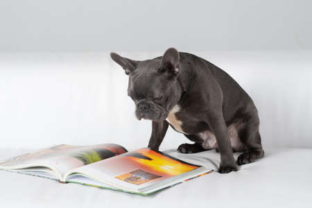 French bulldog portrait in studio reading the book lying on white sofaの写真素材