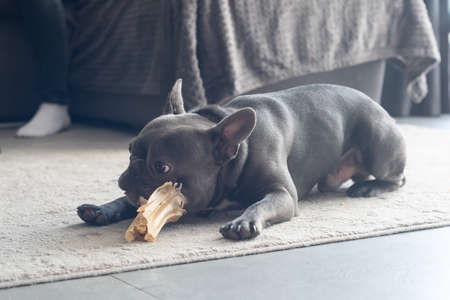 French bulldor grey color playing on the floor at home with artificial bone