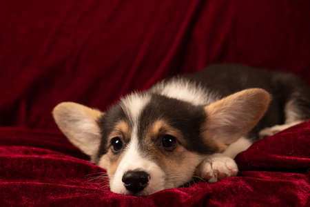 Pembroke Welsh Corgi puppy portrait at home on red velvet backgroundの写真素材