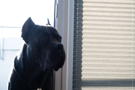 Serious portrait of purebred cane corso italiano dog at home in stylish modern apartment